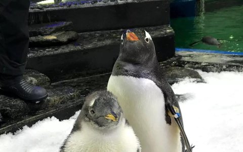 Sphen, el pingüino que saltó a la fama en 2018 después de que él y su pareja del mismo sexo Magic se convirtieran en padres.