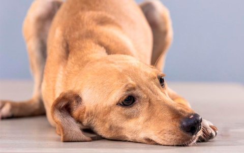La sesión fotográfica se desarrollo en el Centro de Bienestar Animal