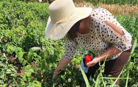 Se está investigando cultivos no tradicionales como el arándano y el tamarindo, con el objetivo de desarrollar la agricultura de traspatio.