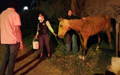 Algunos caballos del refugio en Bellavista resultaron afectados por el humo.