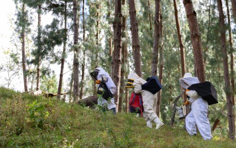 Mujeres miembros de la asociación de apicultores caminan de regreso a casa después de cosechar miel en Chilal de La Merced.