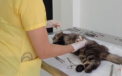 Campañas de esterilización en la comuna Puerto Engabao.
