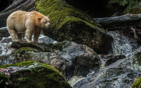 Se centra en la flora y fauna de las comunidades.