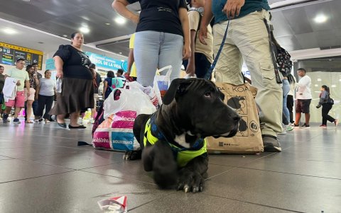 Mientras vayan bien controlados por sus dueños, las mascotas son bienvenidas al viaje para las cooperativas.