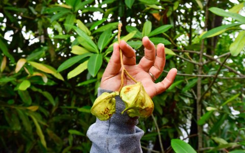 Su fruto es del tamaño de una pelota de ping-pong y es seco. Adentro alberga sus semillas.