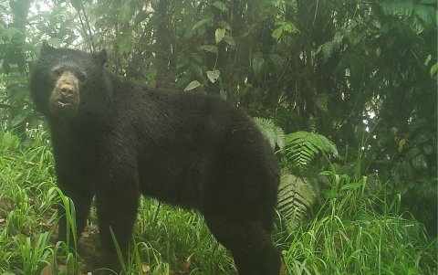 La mamá osa y dos cachorros disfrutaban de bromelias.