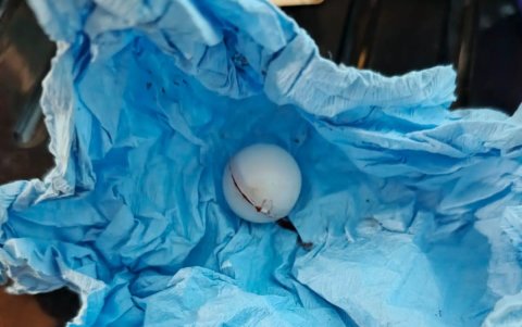 El perdigón de goma que habrían querido desaparecer en el caso.