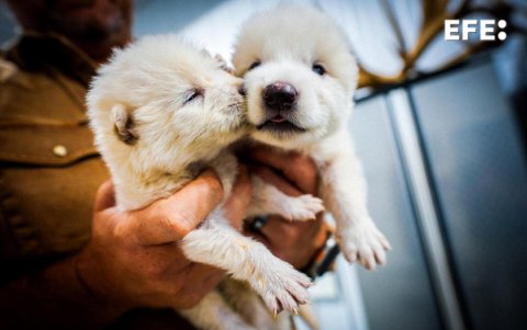 Los cachorros de lobo Rómulo y Remo, cuando tenían un mes de edad.