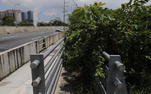Obstáculos. Hasta el martes, la vegetación obstaculizaba el paso por la zona peatonal; el miércoles, personal de la municipalidad de Samborondón podó las plantas y limpió el sector.