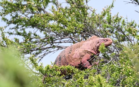 Iguana rosada de Galápagos.