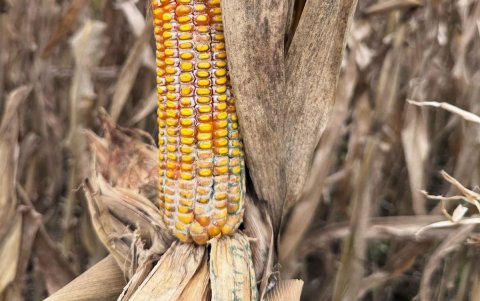 Una mazorca afectada por los hongos, por la elevada humedad que hay por las fuertes lluvias.