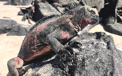 Iguana marina de Galápagos.