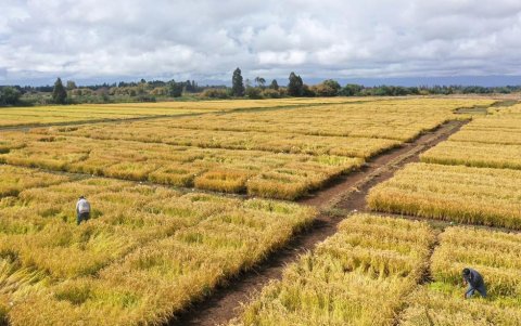 Vista aérea de trabajadores cortando muestras de arroz en los cultivos experimentales de arroz del INIA (Instituto de Investigaciones Agropecuarias) en San Carlos.