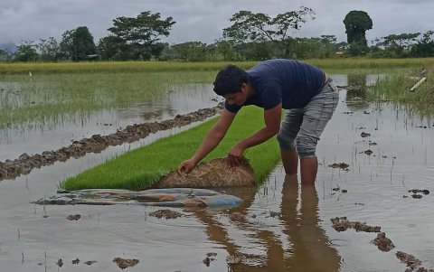 Siembra. Hay agricultores que están sembrando nuevamente para pagar las deudas.