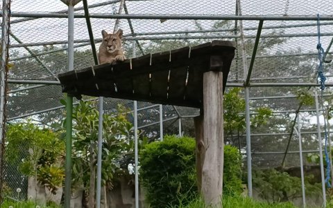 Hábitat del felino en el zoológico.