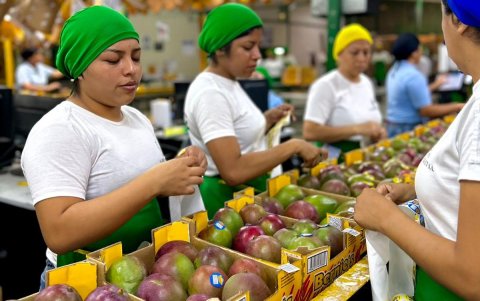 El fenómeno de El Niño podría reducir la oferta exportable de productos agrícolas, tanto por pérdidas en la producción como por posibles restricciones asociadas al uso de pesticidas.