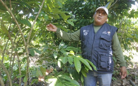 Reymundo, técnico del INIAP, capacita en prácticas de manejo del cultivo: sistemas agroforestales, poda, cosecha y riego.