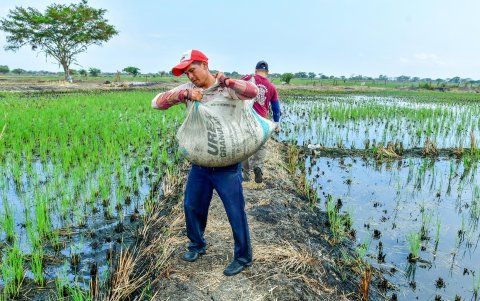 El precio máximo al que pasó a comercializarse el  quintal de urea es de $50, insumo  clave para el agro.