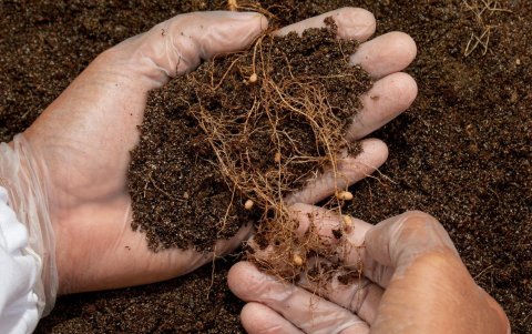 Investigadores del CIBE de la Espol han evaluado y aprobado 3.000 microorganismos para la elaboración de biofertilizantes.