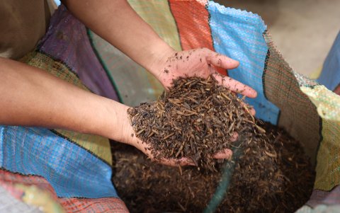 Las larvas de mosca soldado negra, tras pasar por un proceso térmico, quedan listas para ser molidas y transformadas en harina de insectos destinada a la alimentación de camarones.