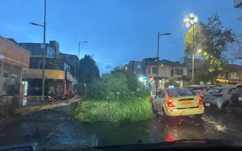 En el sector de La Mariscal, un árbol cayó sobre la vía.