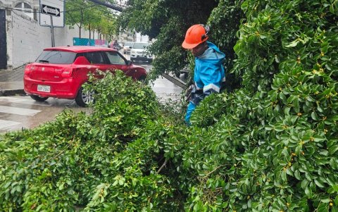 Según informó Segura EP, a causa de las lluvias cinco árboles se cayeron en distintos puntos de la ciudad.