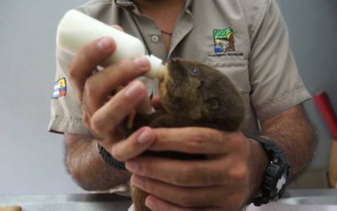 Fauna rescatada: las huellas del regreso a la libertad