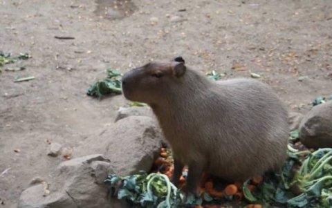 Fauna rescatada: las huellas del regreso a la libertad