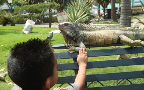 El parque de las Iguanas es uno de los espacios que se encuentran cerca de esta arteria.