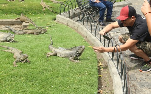 Alimentación. Algunos turistas les ofrecen a las iguanas hojas secas como alimento. El experto consultado menciona que solo se pueden dar hojas frescas.