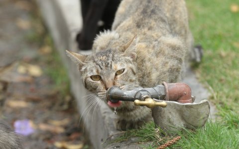 Alimentación. No les falta agua, pero sí alimento.