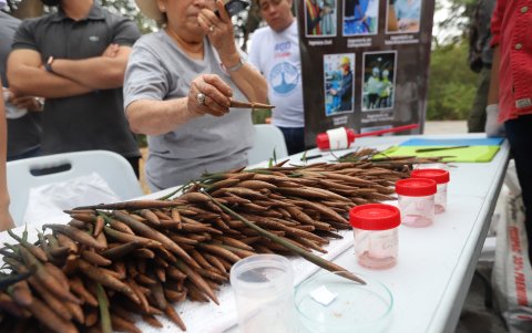 En la imagen, constan las semillas que se recogieron a orillas del manglar.
