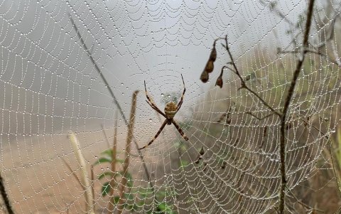 Naturaleza. Insectos como el de la gráfica, pudo el grupo observar durante el recorrido.