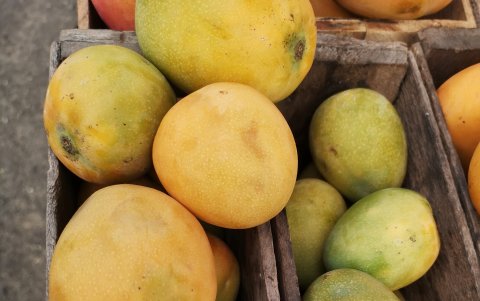 De chupar, de la encentra en todas las provincias costeras: es muy resistente.