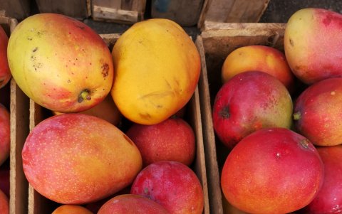 Tommy atkins, se exporta Estados Unidos con un tratamiento de agua caliente para evitar plagas.
