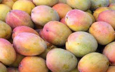 El mango de canela cada año se produce menos. Es una variedad criolla.