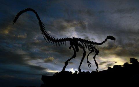 El esqueleto fosilizado de un dinosaurio se expone en una vitrina en el CAPPA.