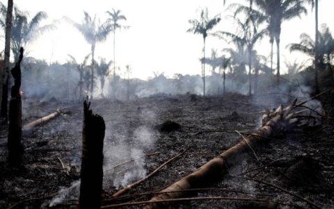 Un tronco carbonizado en un tramo de la selva amazónica en Iranduba, estado de Amazonas, Brasil.
