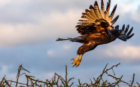 El vuelo de un ave, un atardecer, entre otras son las imágenes que logra capturar la fotógrafa quiteña.
