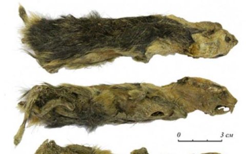 Momia congelada, aspecto de los lados dorsal, lateral derecho y ventral.