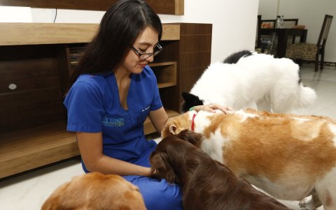 La veterinaria Diana López aconseja jugar con los animales para reducir el pánico.