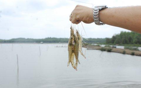 Dentro del sector privado, el sector camaronero fue el de mayor crecimiento.