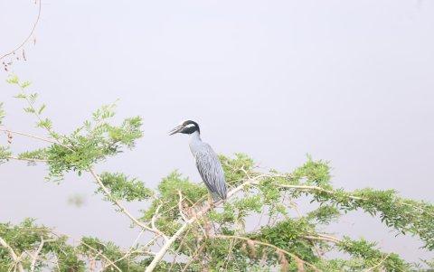 Aves, como la de la imagen, se observan todo el tiempo a orillas del río Daule.