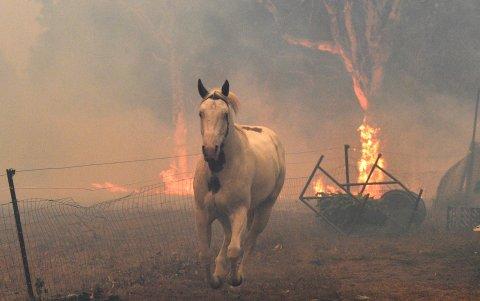 NOWRA. Un caballo tratando de alejarse de los incendios forestales cercanos en una propiedad rural en el estado australiano de Nueva Gales del Sur.