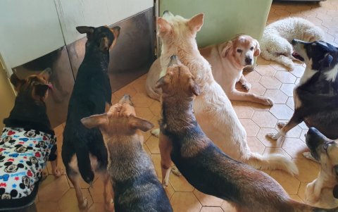 La limpieza de la casa es absoluta, se la realiza tres veces al día.