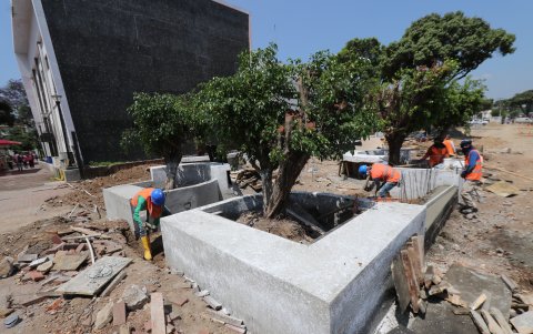 Se han construido jardineras en los alrededores de los árboles.