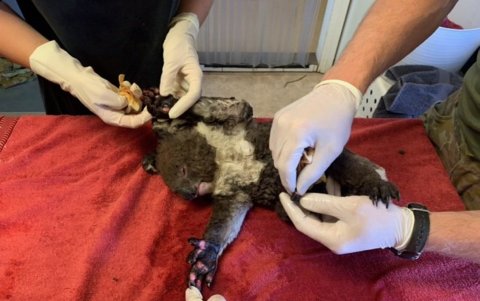 Veterinarios del Departamento de Defensa de Australia tratan de ayudar a un koala, víctima de los incendios forestales.