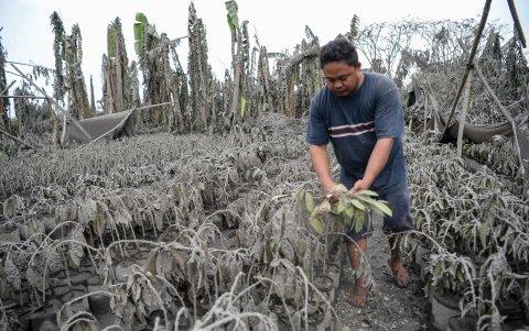 Un trabajadorobserva las plantas cubiertas de barro y cenizas después de la erupción del volcán Taal, en la ciudad de Talisay.