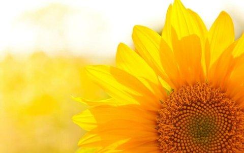 El temor irracional hacia el color amarillo hace que la persona no pueda soportar las hermosas flores de ese tono.