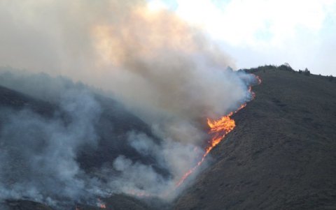 Fuego. Las áreas reforestadas por los moradores se destruyeron con el voraz incendio.